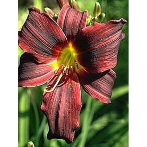 Lis d'un jour, Hémérocalle 'American Revolution' Godet de 8/9 cm