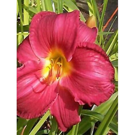 Lis d'un jour, Hémérocalle 'Charles Johnston' Godet de 8/9 cm