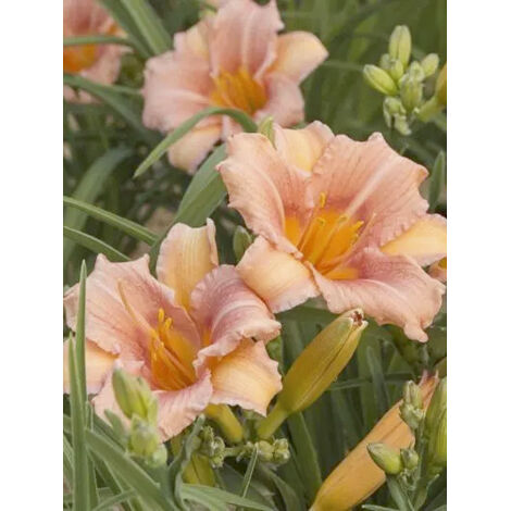 Lis d'un jour, Hémérocalle 'Everydaylily Cerise' Pot de 2L/3L