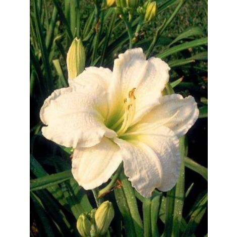 Lis d'un jour, Hémérocalle 'Gentle Shepherd' Pot de 2L/3L