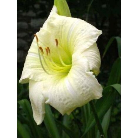Lis d'un jour, Hémérocalle 'Joan Senior' Godet de 8/9 cm