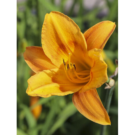 Lis d'un jour, Hémérocalle 'Lucretius' Godet de 8/9 cm