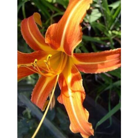 Lis d'un jour, Hémérocalle 'Margaret Perry' Godet de 8/9 cm