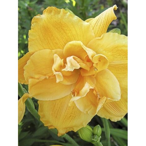 Lis d'un jour, Hémérocalle 'Patricia Jojo' Godet de 8/9 cm