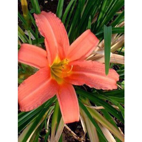 Lis d'un jour, Hémérocalle 'Pink Damask' Godet de 8/9 cm