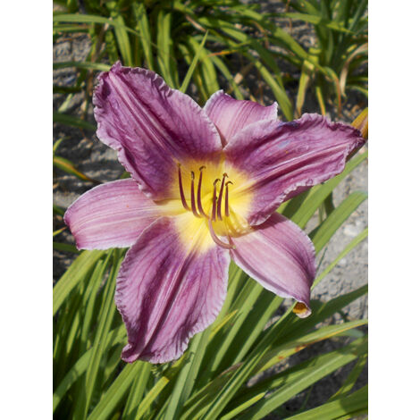 Lis d'un jour, Hémérocalle 'Prairie Blue Eyes' Pot de 1L/1,5L