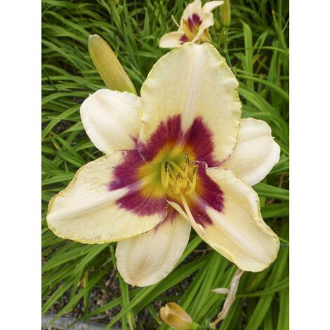 Lis d'un jour, Hémérocalle 'Rapsberry Candy' Godet de 8/9 cm