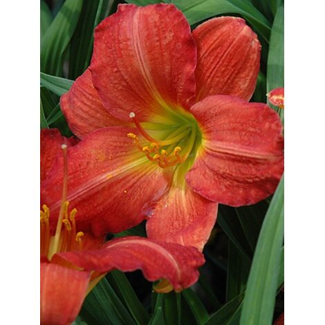 Lis d'un jour, Hémérocalle 'Red Rum' Godet de 8/9 cm