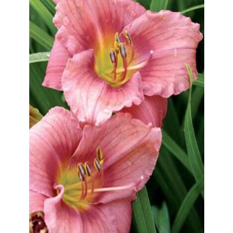 Lis d'un jour, Hémérocalle 'Rosy Returns' Godet de 8/9 cm