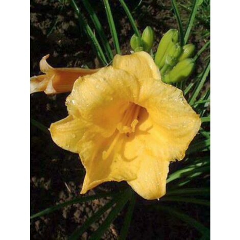 Lis d'un jour, Hémérocalle 'Stella De Oro' Godet de 8/9 cm