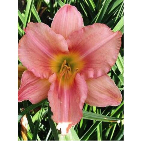 Lis d'un jour, Hémérocalle 'Strawberry Swirl' Godet de 8/9 cm