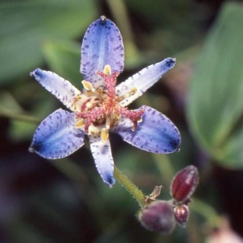 Lis orchidée Blaue/Godet - Bleue