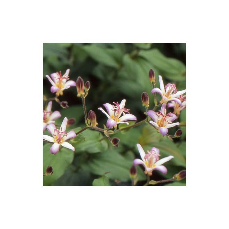 Plantes Avenue - Lis orchidée Tojen/Lot de 9 godets - Blanche