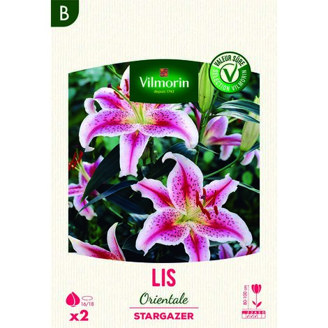 Lis Orientale Star Gazer (x2) Vilmorin