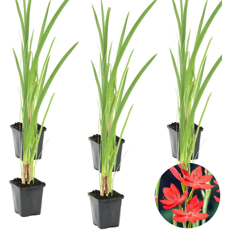 Bloomique - Lis Rouge Cafre - Schizostylis 'Coccinea' 6x - Plante de bassin et pot de pépinière ⌀9 cm - ↕15 cm