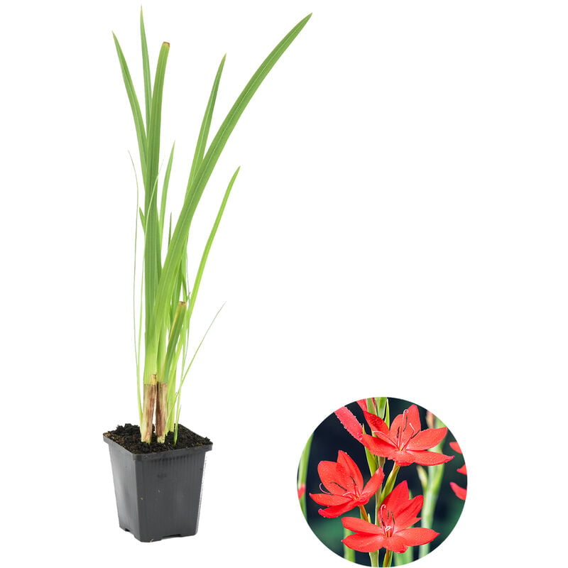 Bloomique - Lis Rouge Cafre - Schizostylis Coccinea - Plante de bassin et pot de pépinière ⌀9 cm - ↕15 cm