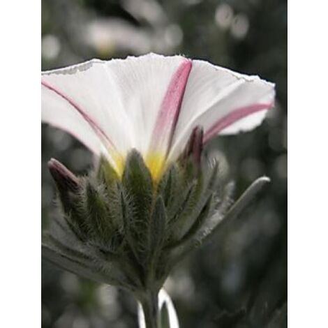 Liseron cneorum Pot de 2L/3L