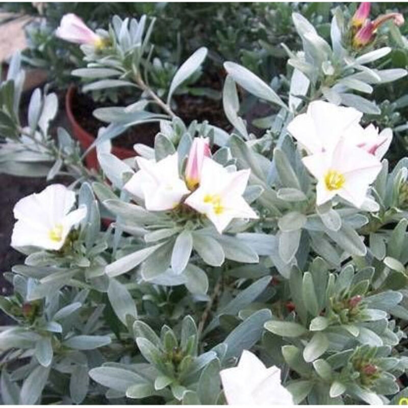 Liseron argenté/Pot de 3L