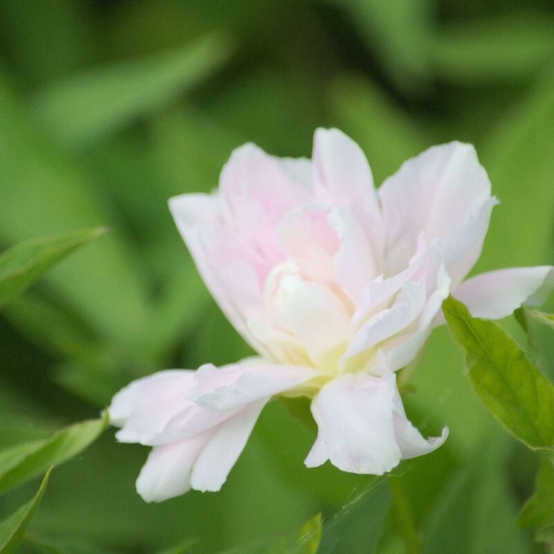 Liseron d'ornement hederacea Flore pleno/Godet - Rose