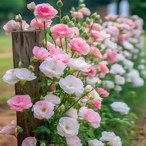 Lisianthus – 500 graines – Blanc et rose – Fleurs doubles – Vivace – Balcon