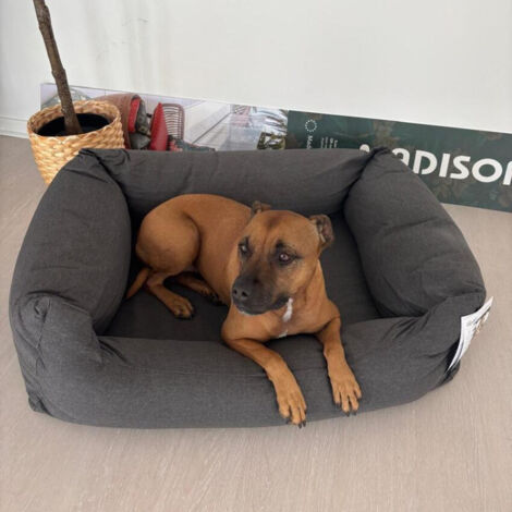 Lit pour chien MEDIUM - MADISON Série Royale