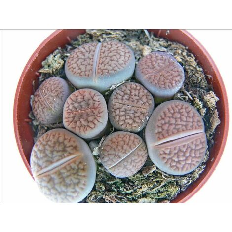 EXOTENHERZ Lithops - Lebender Stein - mehrere Pflanzen im 8,5cm Topf