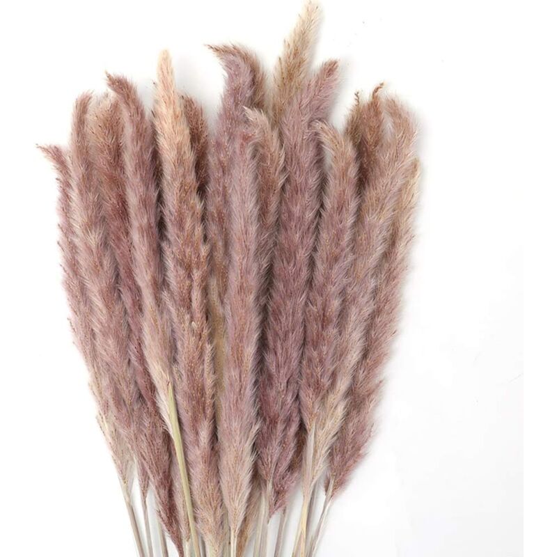 Litzee - 30 pcs Herbe de la Pampa, 60 cm Naturel Pampa Fleur Bouquet de Fleurs Sechees pour Vases, Boho Decoration Chambre Maison Salon, Mariage
