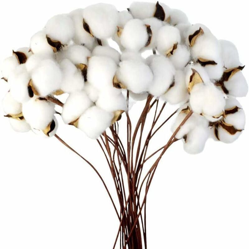 Aiducho - Branche De Coton Tige Naturelle Ferme Fleurs Séchées Branches De Coton Plante De Coton Fleurs Séchées Artificielles (20 Pièces)