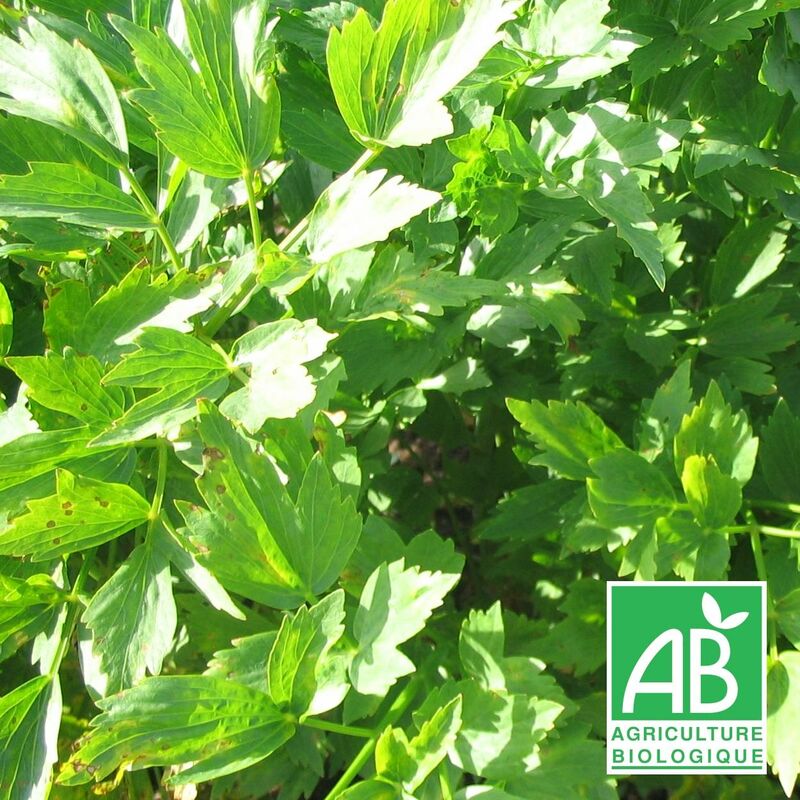 Livèche bio | Conditionnement: Lot de 5 godets