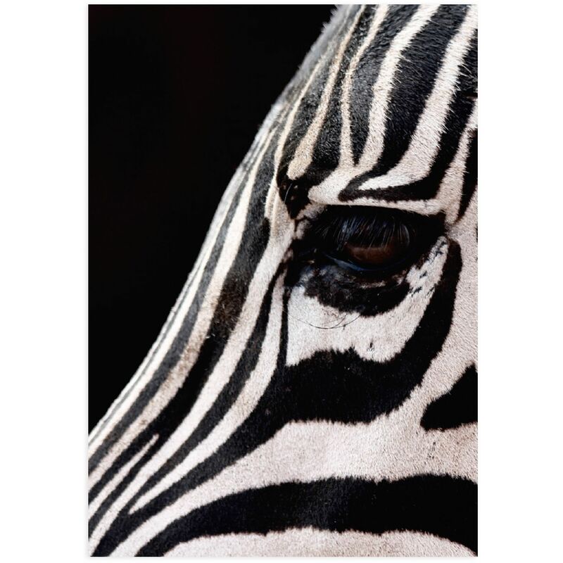 

Lámina Zebra Marco Roble - A4