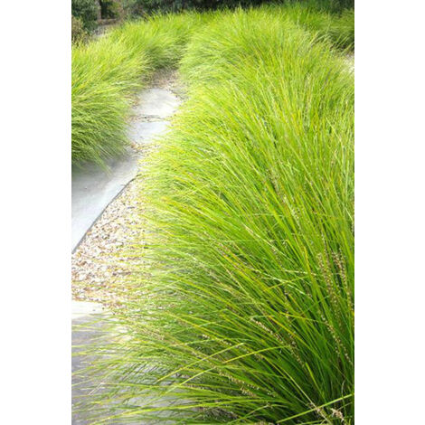 Lomandra 'Tanika®' Taille du pot - Pot de 3 Litres