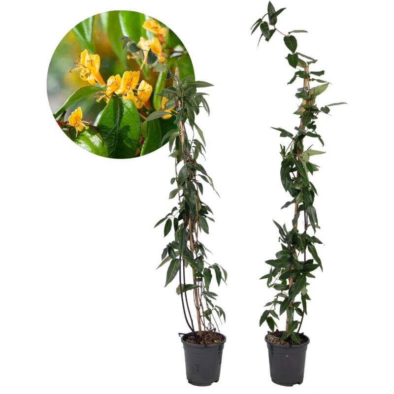 Plant In A Box - Lonicera henryi 'Beauté du cuivre' - Lot de 2 - Chèvrefeuille - Hauteur 110cm - Jaune