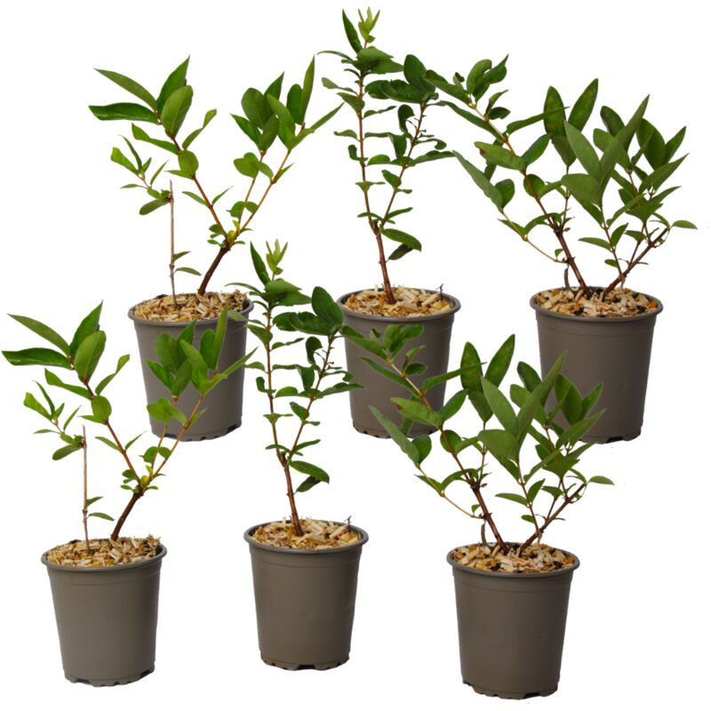 Plant In A Box - Lonicera kamtchatica - Set de 6 - Myrtille - Pot 9cm - Hauteur 25-40cm - Blanc