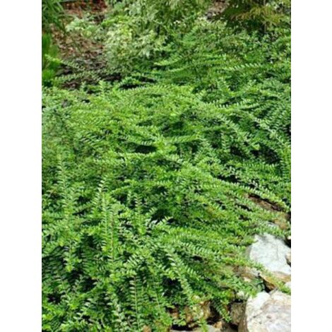 Lonicera pileata 'Mossgreen' Pot de 1L/1,5L