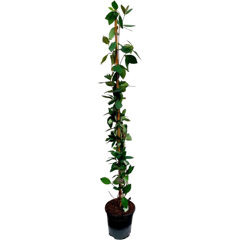Plant In A Box - Lonicera x Heckrotti 'Beauté américaine' - Pot 17cm - Hauteur 110-120cm