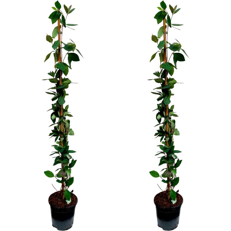 Plant In A Box - Lonicera - Set de 2 - Chèvrefeuille - Rustique - Pot 17cm - Hauteur 110-120cm