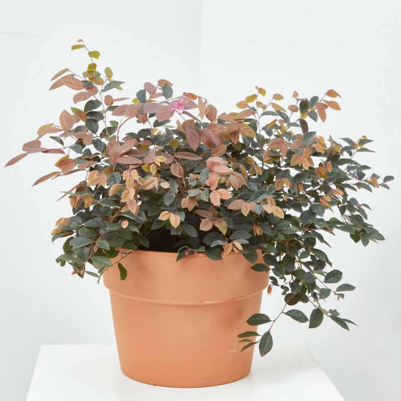 

Verdecora - LOROPETALUM - Maceta 3 litros
