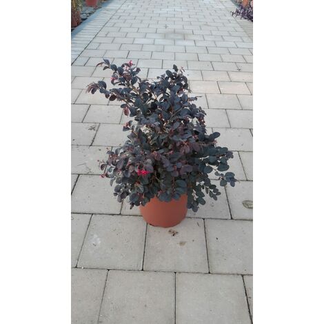 Loropetalum Chinense Black Pearl V24