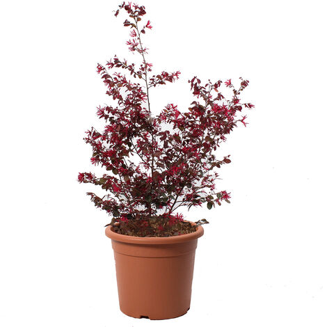 Vaso moderno Berberis