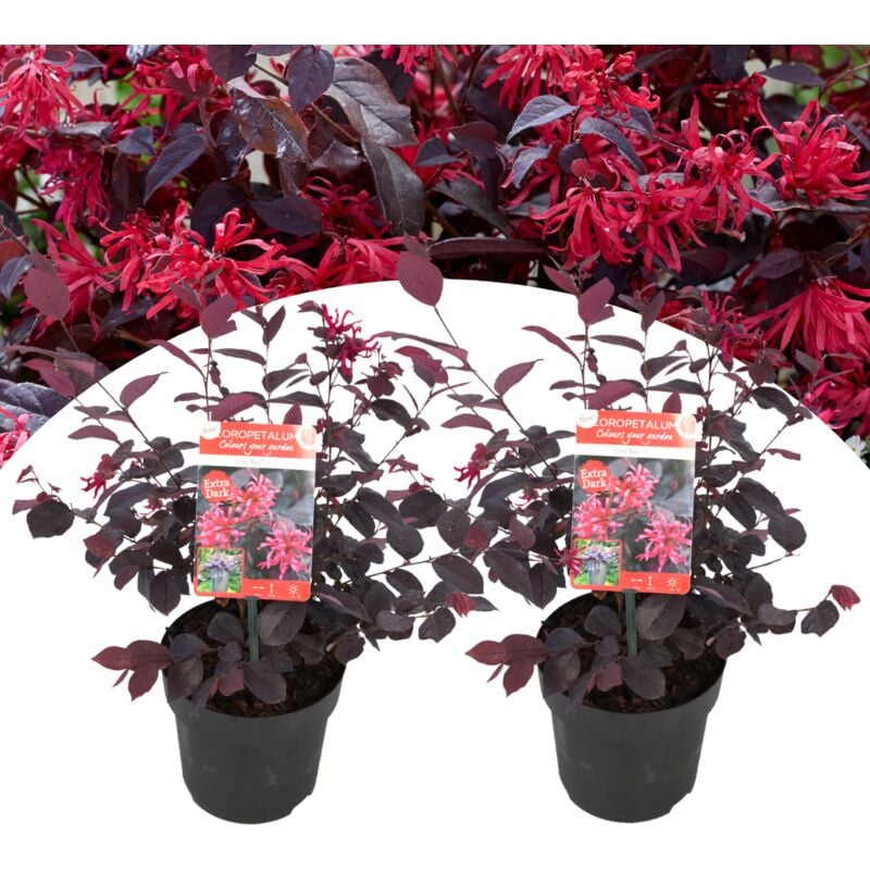 Plant In A Box - Loropetalum 'Toujours rouge' - Set de 2 - Arbuste - Pot 13cm - Hauteur 25-35cm - Rouge