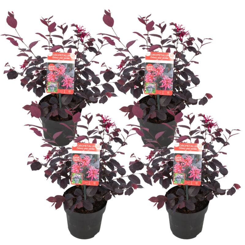Plant In A Box - Loropetalum 'Toujours rouge' - Set de 4 - Arbuste - Pot 13cm - Hauteur 25-35cm - Rouge