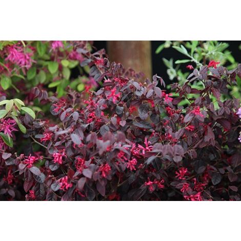 Loropetalum Fire Dance plante en pot 22