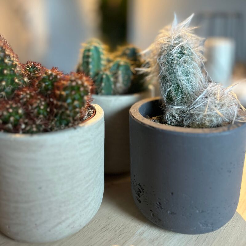 Lot 3 Cactus en pot de 8 cm (a). . Marque : Serres Desrumaux Réf. : 2TMAR6