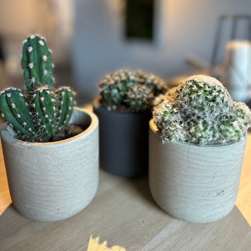 Lot 3 Cactus en pot de 8 cm (b). . Marque : Serres Desrumaux Réf. : 2TMAR6