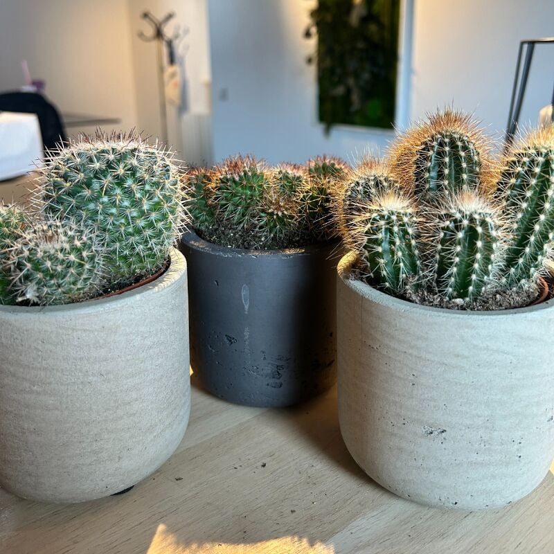 Serres Desrumaux - Lot 3 Cactus en pot de 8 cm (c). . Marque : . Réf. : 2TMAR6