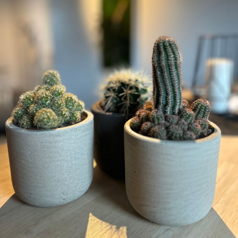 Lot 3 Cactus en pot de 8 cm (d). . Marque : Serres Desrumaux Réf. : 2TMAR6