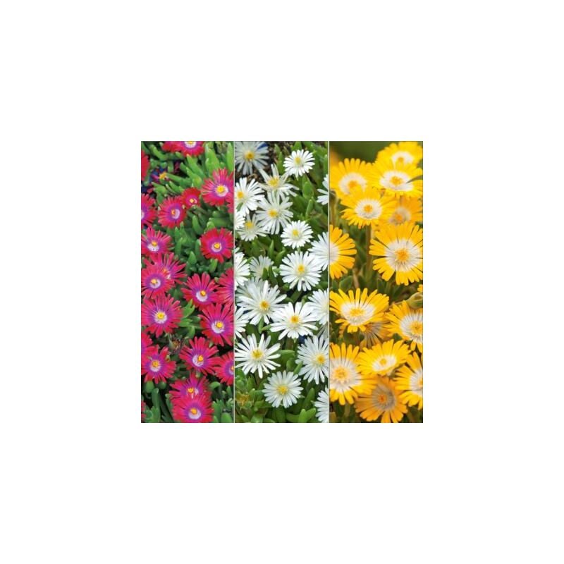 Lot delospermas - 6 godets - Plantes vivaces