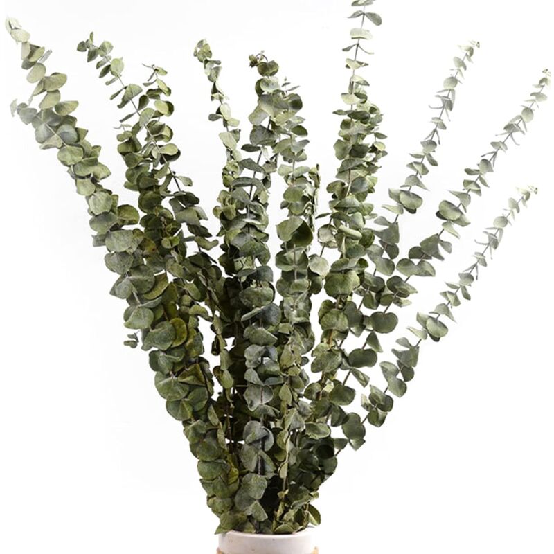 Lot de 12-14 eucalyptus naturels séchés, bouquet de fleurs naturs séchées de 40-60 cm pour la décoration de la chambre à coucher, du salon, du