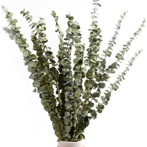 Lot de 12-14 eucalyptus naturels séchés – Longueur 40-60 cm – Bouquet pour décoration intérieure – Parfait pour salons et chambres