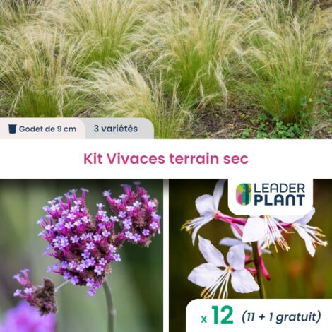 LOT DE 12 Vivaces en godet pour terrain sec - 3 Variétés